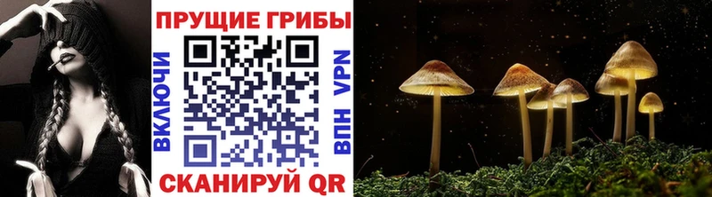 Псилоцибиновые грибы Psilocybe Новоуральск